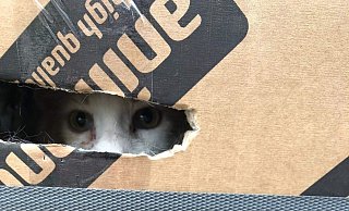 Kartons voller Katzenbabys sind vor dem Bielefelder Tierheim abgestellt worden. - Tierheim Bielefeld Kartons voller Katzenbabys sind vor dem Bielefelder Tierheim abgestellt worden. - Tierheim Bielefeld