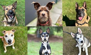 Diese sechs Fellschnäuzchen und viele weitere Hunde im Bielefelder Tierheim suchen aktuell ein Zuhause. - Tierschutzverein Bielefeld Diese sechs Fellschnäuzchen und viele weitere Hunde im Bielefelder Tierheim suchen aktuell ein Zuhause. - Tierschutzverein Bielefeld