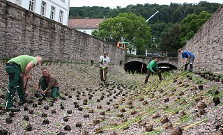 Das Team von der Gärtnerei Neumann setzte 4.800 Wasserpflanzen in den Kanal. Diese sollen dem Wasser aus der Diemel die Nährstoffe entziehen, damit im Hafenbecken der Algenwuchs gestoppt wird. - Torsten Wegener Das Team von der Gärtnerei Neumann setzte 4.800 Wasserpflanzen in den Kanal. Diese sollen dem Wasser aus der Diemel die Nährstoffe entziehen, damit im Hafenbecken der Algenwuchs gestoppt wird. - Torsten Wegener