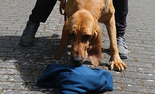 Nimmt die Fährte auf: Spürnase Thusnelda schnuppert an einem Pullover um dann denjenigen zu suchen, dem das Kleidungsstück gehört. - Elke Niedringhaus-Haasper Nimmt die Fährte auf: Spürnase Thusnelda schnuppert an einem Pullover um dann denjenigen zu suchen, dem das Kleidungsstück gehört. - Elke Niedringhaus-Haasper