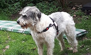 Ausgebrochen: Seit mehr als zwei Monaten ist der fünfjährige Hütehund-Mischling Lotta schon auf der Flucht. Mittlerweile wohl im Ruhrgebiet. - Daniela Teschner Ausgebrochen: Seit mehr als zwei Monaten ist der fünfjährige Hütehund-Mischling Lotta schon auf der Flucht. Mittlerweile wohl im Ruhrgebiet. - Daniela Teschner
