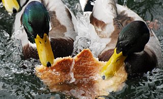 Ganze Stücke Brot oder Pizza landen laut Stadt im Teich, für die Tiere kaum zu fressen. - picture alliance/Symbolbild Ganze Stücke Brot oder Pizza landen laut Stadt im Teich, für die Tiere kaum zu fressen. - picture alliance/Symbolbild
