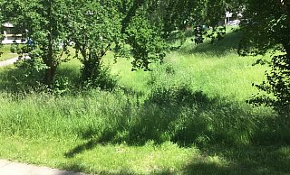 Was Menschen sehen, wenn sie auf ungemähte Grünflächen blicken, liegt im Auge des Betrachters. Einige freuen sich über die Artenvielfalt, die dort wächst, und die Insekten, die sich dort ansiedeln. Andere sehen ungepflegten Rasen. - Corina Lass Was Menschen sehen, wenn sie auf ungemähte Grünflächen blicken, liegt im Auge des Betrachters. Einige freuen sich über die Artenvielfalt, die dort wächst, und die Insekten, die sich dort ansiedeln. Andere sehen ungepflegten Rasen. - Corina Lass