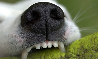 Ein aggressiver und bissiger Hund wäre am Freitagnachmittag fast von der Polizei erschossen worden. - Symbolfoto: Pixabay Creative Commons Ein aggressiver und bissiger Hund wäre am Freitagnachmittag fast von der Polizei erschossen worden. - Symbolfoto: Pixabay Creative Commons
