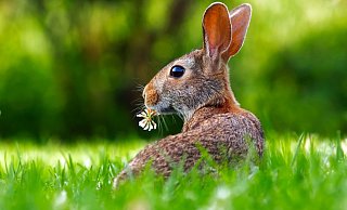 Die Hasenpest kommt näher: In Melle (Niedersachsen) sind die ersten Tiere erkrankt. - Symbolbild: Pixabay Die Hasenpest kommt näher: In Melle (Niedersachsen) sind die ersten Tiere erkrankt. - Symbolbild: Pixabay