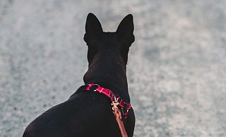Der Hund stürmte auf den 70-Jährigen los. (Symbolfoto) - Unsplash Der Hund stürmte auf den 70-Jährigen los. (Symbolfoto) - Unsplash
