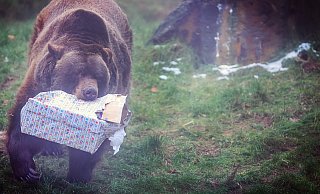 Braunbär Max feierte im vergangenen Jahr seinen 30. Geburtstag. Rund um sein Gehege gibt es jetzt eine Neuerung, die junge Besuchern begeistern wird. - Sarah Jonek Braunbär Max feierte im vergangenen Jahr seinen 30. Geburtstag. Rund um sein Gehege gibt es jetzt eine Neuerung, die junge Besuchern begeistern wird. - Sarah Jonek