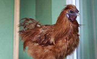 Bisher hat sich für den stattlichen Seidenhahn Brownie leider noch kein geeigneter Interessent gemeldet. - Tierheim Bünde Bisher hat sich für den stattlichen Seidenhahn Brownie leider noch kein geeigneter Interessent gemeldet. - Tierheim Bünde