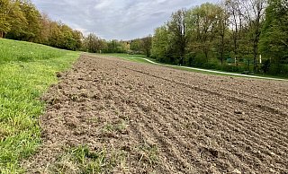 Ein Traktor hat diese Woche unterhalb der Promenade einen großen Teil der Wiese gepflügt und geeggt. - Hugo Reichenbach Ein Traktor hat diese Woche unterhalb der Promenade einen großen Teil der Wiese gepflügt und geeggt. - Hugo Reichenbach