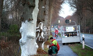 Weiß: Der Mitarbeiter der Straßenmeisterei streicht eine Kalk-Mineral-Mischung über die Stämme. - Andreas Frücht Weiß: Der Mitarbeiter der Straßenmeisterei streicht eine Kalk-Mineral-Mischung über die Stämme. - Andreas Frücht