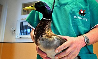 Tierarzt Dr. Peter Hettling hat seinen geflügelten Patienten vom Pfeil befreit. - FOTO: ANDREAS FRÜCHT Tierarzt Dr. Peter Hettling hat seinen geflügelten Patienten vom Pfeil befreit. - FOTO: ANDREAS FRÜCHT