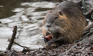 Nutrias breiten sich auch in Bünde immer weiter aus.?Symbolfoto: dpa - Symbolfoto: dpa Nutrias breiten sich auch in Bünde immer weiter aus.?Symbolfoto: dpa - Symbolfoto: dpa
