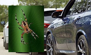 Wegen einer "Riesenspinne" wurde die Polizei jetzt auf die Autobahn 33 gerufen. - Symbolbilder: Pixabay Wegen einer "Riesenspinne" wurde die Polizei jetzt auf die Autobahn 33 gerufen. - Symbolbilder: Pixabay
