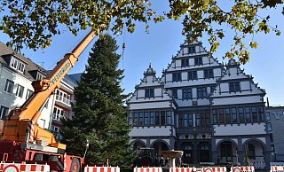 18,80 Meter hoch und 3,2 Tonnen schwer ist die Tanne, die nun den Platz vor dem Rathaus ziert. - Sara Mattana 18,80 Meter hoch und 3,2 Tonnen schwer ist die Tanne, die nun den Platz vor dem Rathaus ziert. - Sara Mattana
