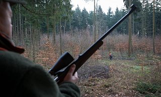 Noch ist unklar, wie es zu dem Jagdunfall während der Drückjagd im Forst bei Warburg kommen konnte. (Themenbild) - dpa Noch ist unklar, wie es zu dem Jagdunfall während der Drückjagd im Forst bei Warburg kommen konnte. (Themenbild) - dpa