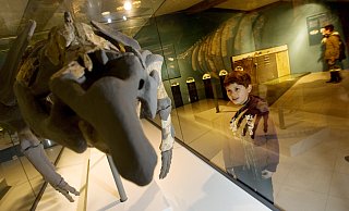 Ein Junge bestaunt die 30 Millionen Jahre alten Überreste einer Seekuh. Der LWL will ab dem 1. September das Dobergmuseum betreiben, weil seine Sammlung als bedeutend gilt. - Gerald Dunkel Ein Junge bestaunt die 30 Millionen Jahre alten Überreste einer Seekuh. Der LWL will ab dem 1. September das Dobergmuseum betreiben, weil seine Sammlung als bedeutend gilt. - Gerald Dunkel