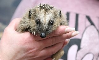 Mit seinen Kulleraugen sieht dieser Igel sehr niedlich aus. Doch er ist zu schwach, um ohne Hilfe zu überleben. - Susanne Blersch Mit seinen Kulleraugen sieht dieser Igel sehr niedlich aus. Doch er ist zu schwach, um ohne Hilfe zu überleben. - Susanne Blersch