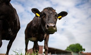 Zwei junge Wagyu Ochsen auf dem landwitschaftlichen Betrieb Holtmann auf einer Weide. - Foto: Guido Kirchner/dpa Zwei junge Wagyu Ochsen auf dem landwitschaftlichen Betrieb Holtmann auf einer Weide. - Foto: Guido Kirchner/dpa