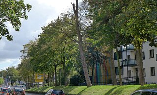 Haben es schwer: Viele Bäume haben am Gierswall einen nicht mehr artgerechten Standort. - Hans-Hermann Igges Haben es schwer: Viele Bäume haben am Gierswall einen nicht mehr artgerechten Standort. - Hans-Hermann Igges