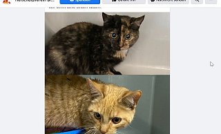 Auf Facebook bittet der Bielefelder Tierschutzverein um Hinweise auf die Herkunft der Katzen. Auf Facebook bittet der Bielefelder Tierschutzverein um Hinweise auf die Herkunft der Katzen.