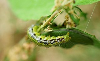 Grün mit schwarzen Punkten: Die Raupen des Buchsbaumzünslers sorgen im Kreis Paderborn für Unmut bei Gartenbesitzern. - Pixabay Grün mit schwarzen Punkten: Die Raupen des Buchsbaumzünslers sorgen im Kreis Paderborn für Unmut bei Gartenbesitzern. - Pixabay