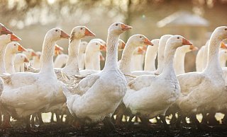 Weihnachtsthema: Aus dem Leben einer Weihnachtsgans - Sarah Jonek Weihnachtsthema: Aus dem Leben einer Weihnachtsgans - Sarah Jonek
