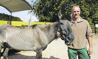Bubi: Der Tarpan ist 26 Jahre alt, Tierpfleger Markus Hinker ist etwas älter. - Kurt Ehmke Bubi: Der Tarpan ist 26 Jahre alt, Tierpfleger Markus Hinker ist etwas älter. - Kurt Ehmke