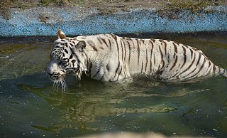 Die weißen Tiger zählen bis heute zu den Highlights des Safarilands. - Sigurd Gringel Die weißen Tiger zählen bis heute zu den Highlights des Safarilands. - Sigurd Gringel