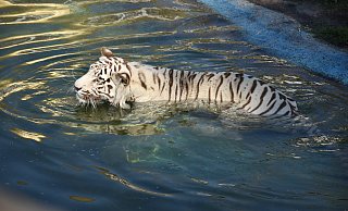 Die weißen Tiger zählen bis heute zu den Highlights des Safarilands. - Sigurd Gringel Die weißen Tiger zählen bis heute zu den Highlights des Safarilands. - Sigurd Gringel