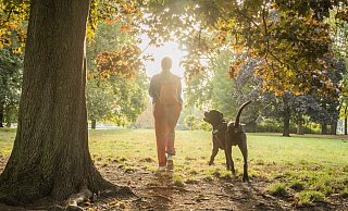 Hunde sind im Paderborner Stadtgebiet ein sehr beliebtes Haustier. - dpa-tmn Hunde sind im Paderborner Stadtgebiet ein sehr beliebtes Haustier. - dpa-tmn
