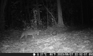 Eine besondere Freundschaft: Ein Ozelot und Opossum streifen gemeinsam durch den Amazonas. - NW Eine besondere Freundschaft: Ein Ozelot und Opossum streifen gemeinsam durch den Amazonas. - NW