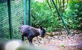 Wie soll das niedliche Rentier-Baby heißen? Die NW und der Herforder Tierpark suchen nun nach einem Namen für den Mini-Hirsch. - Daniel Salmon Wie soll das niedliche Rentier-Baby heißen? Die NW und der Herforder Tierpark suchen nun nach einem Namen für den Mini-Hirsch. - Daniel Salmon