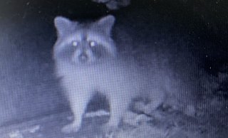 Fotoshooting in der Nacht: Statt eines Igels posiert ein Waschbär vor der Kamera in einem Herforder Garten. - Privat Fotoshooting in der Nacht: Statt eines Igels posiert ein Waschbär vor der Kamera in einem Herforder Garten. - Privat