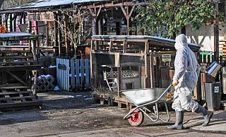 Der Ausbruch der Seuche hat die deutschen Landwirte zutiefst erschüttert. Seit 1988 galt Deutschland eigentlich als seuchenfrei.Der Ausbruch der Seuche hat die deutschen Landwirte zutiefst erschüttert. Seit 1988 galt Deutschland eigentlich als seuchenfrei.Der Ausbruch der Seuche hat die deutschen Landwirte zutiefst erschüttert. Seit 1988 galt Deutschland als seuchenfrei. - dpa Der Ausbruch der Seuche hat die deutschen Landwirte zutiefst erschüttert. Seit 1988 galt Deutschland eigentlich als seuchenfrei.Der Ausbruch der Seuche hat die deutschen Landwirte zutiefst erschüttert. Seit 1988 galt Deutschland eigentlich als seuchenfrei.Der Ausbruch der Seuche hat die deutschen Landwirte zutiefst erschüttert. Seit 1988 galt Deutschland als seuchenfrei. - dpa