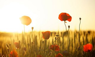 In Gütersloh soll es schon bald bis zu 36 Grad warm werden. - Pixabay In Gütersloh soll es schon bald bis zu 36 Grad warm werden. - Pixabay
