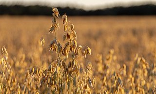 Weil sie ihr Feld besprühen, werden zwei Landwirte von Unbekannten bedroht. - Jan-Henrik Gerdener Weil sie ihr Feld besprühen, werden zwei Landwirte von Unbekannten bedroht. - Jan-Henrik Gerdener