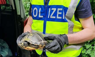 Tierische Einsätze für die Paderborner Bundespolizei: Diese kleine Schildkröte hatte sich im Gleisbett festgelaufen. - Bundespolizeidirektion Sankt Augustin Tierische Einsätze für die Paderborner Bundespolizei: Diese kleine Schildkröte hatte sich im Gleisbett festgelaufen. - Bundespolizeidirektion Sankt Augustin