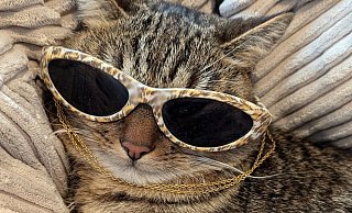 Flomo ist laut seiner Katzenmama der süßeste Kater Bielefelds. - privat Flomo ist laut seiner Katzenmama der süßeste Kater Bielefelds. - privat