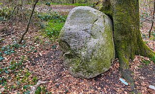 Wer genau hinschaut, kann in diesem Gedenkstein sogar ein Gesicht erkennen. Seine Jagdfreunde haben ihn an der Stelle am Brackweder Käseberg aufgestellt, wo er tot dahinsank. Zudem haben sie eine Buche für ihn gepflanzt. - Andreas Zobe Wer genau hinschaut, kann in diesem Gedenkstein sogar ein Gesicht erkennen. Seine Jagdfreunde haben ihn an der Stelle am Brackweder Käseberg aufgestellt, wo er tot dahinsank. Zudem haben sie eine Buche für ihn gepflanzt. - Andreas Zobe