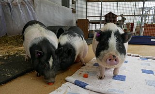 Den drei Mini-Schweinen Warny, Randy und Elfi geht es im Lübbecker Tierheim saugut. - Sonja Vollmer Den drei Mini-Schweinen Warny, Randy und Elfi geht es im Lübbecker Tierheim saugut. - Sonja Vollmer