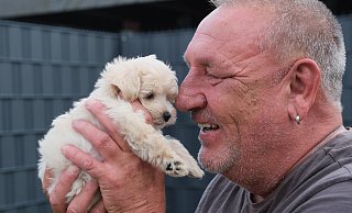 Stefan Timmerberg (59) mit dem Welpen Milo. Der Schoßhund tröstet über den Verlust des Mini-Maltipoo Filou hinweg, der vermutlich Gift gefressen hat. - Ulf Hanke Stefan Timmerberg (59) mit dem Welpen Milo. Der Schoßhund tröstet über den Verlust des Mini-Maltipoo Filou hinweg, der vermutlich Gift gefressen hat. - Ulf Hanke