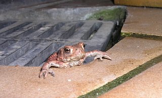 Frösche und Kröten machen sich derzeit auf den Weg in ihr Winterquartier. Der Naturschutzbund bittet Bürger, den Amphibien dabei zu helfen und Gullys und Kellerschächte, wenn möglich, abzudecken oder eine Ausstiegshilfe einzurichten. - NABU Leopoldshöhe/Ewald Thies Frösche und Kröten machen sich derzeit auf den Weg in ihr Winterquartier. Der Naturschutzbund bittet Bürger, den Amphibien dabei zu helfen und Gullys und Kellerschächte, wenn möglich, abzudecken oder eine Ausstiegshilfe einzurichten. - NABU Leopoldshöhe/Ewald Thies