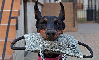 Ein Dobermann soll in Bad Oeynhausen wiederholt Menschen gebissen haben. Darum muss sich der Halter wegen fahrlässiger Körperverletzung vor Gericht verantworten. - Pixabay Ein Dobermann soll in Bad Oeynhausen wiederholt Menschen gebissen haben. Darum muss sich der Halter wegen fahrlässiger Körperverletzung vor Gericht verantworten. - Pixabay