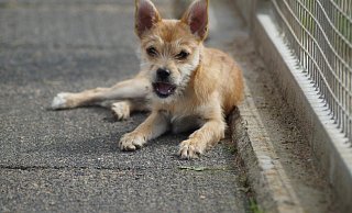 Als winziger Welpe kam Hündin Fay Anfang Mai ins Bünder Tierheim. Nun ist sie bereit für ein Zuhause bei aktiven Hundefreunden. - Tierheim Bünde Als winziger Welpe kam Hündin Fay Anfang Mai ins Bünder Tierheim. Nun ist sie bereit für ein Zuhause bei aktiven Hundefreunden. - Tierheim Bünde