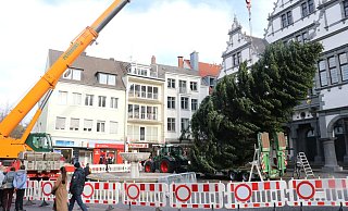 Mit Hilfe eines Krans wurde der Weihnachtsbaum von dem Anhänger gehievt und in die eingelassene Halterung im Boden gestellt. - Mareike Gröneweg Mit Hilfe eines Krans wurde der Weihnachtsbaum von dem Anhänger gehievt und in die eingelassene Halterung im Boden gestellt. - Mareike Gröneweg