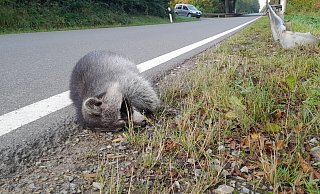 Wildunfälle, wie hier mit einem Waschbären an einer Landesstraße im Kreis Paderborn, kommen besonders im April und November häufiger vor. - Uwe Müller Wildunfälle, wie hier mit einem Waschbären an einer Landesstraße im Kreis Paderborn, kommen besonders im April und November häufiger vor. - Uwe Müller