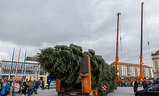 Der Baum für den diesjährigen Dresdner Striezelmarkt ist eine etwa 25 Meter hohe Nordmanntanne aus Freital. - Daniel Wagner/dpa Der Baum für den diesjährigen Dresdner Striezelmarkt ist eine etwa 25 Meter hohe Nordmanntanne aus Freital. - Daniel Wagner/dpa