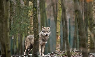 Ein Wolf steht in einem Tierpark in Sachsen-Anhalt in seinem Gehege. Die Ampel-Koalitionäre wollen das Zusammenleben von Weidetieren, Mensch und Wolf so gestalten, «dass trotz noch steigender Wolfspopulation möglichst wenige Konflikte auftreten». - Klaus-Dietmar Gabbert/zb/dpa Ein Wolf steht in einem Tierpark in Sachsen-Anhalt in seinem Gehege. Die Ampel-Koalitionäre wollen das Zusammenleben von Weidetieren, Mensch und Wolf so gestalten, «dass trotz noch steigender Wolfspopulation möglichst wenige Konflikte auftreten». - Klaus-Dietmar Gabbert/zb/dpa