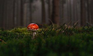 - Symbolfoto - Symbolfoto