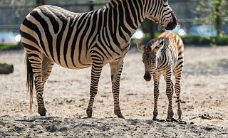 Das Zebra-Fohlen mit seiner Mutter. Sie leben im Tierpark Ströhen. - Tierpark Ströhen Das Zebra-Fohlen mit seiner Mutter. Sie leben im Tierpark Ströhen. - Tierpark Ströhen